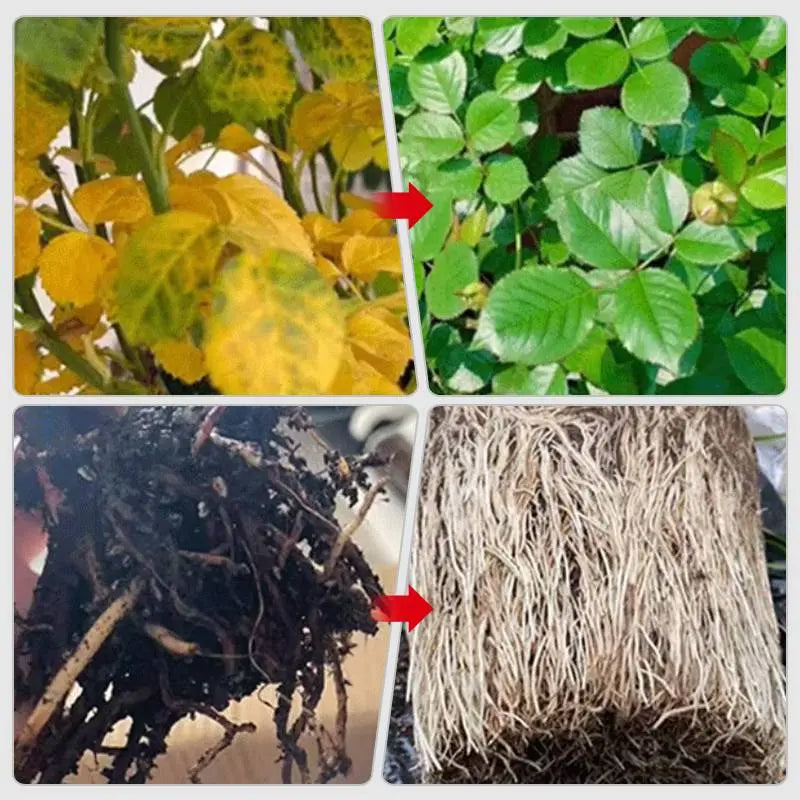 🔥Buy More Get More Free🔥All-Purpose Liquid Plant Fertilizer