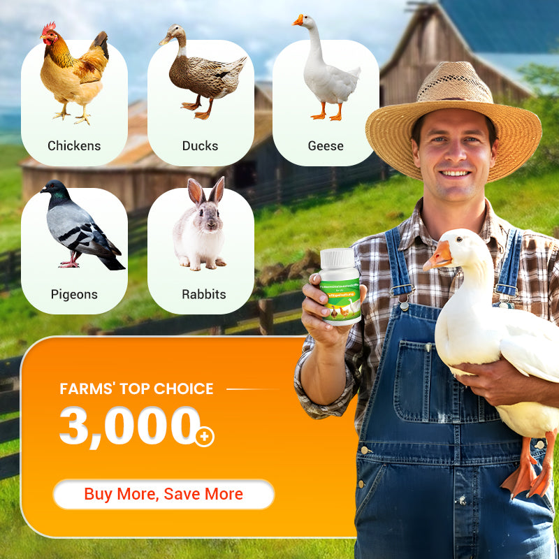 🐔 Poultry Feed Additives 🌿 Boost Immunity & Maximize Growth Naturally! 🚀🐤