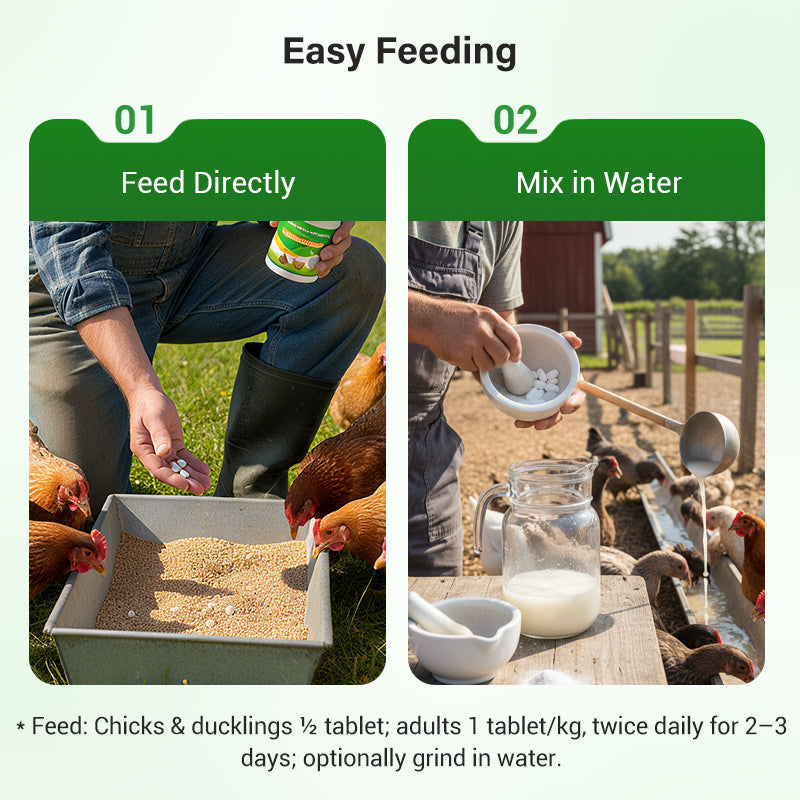 🐔 Poultry Feed Additives 🌿 Boost Immunity & Maximize Growth Naturally! 🚀🐤