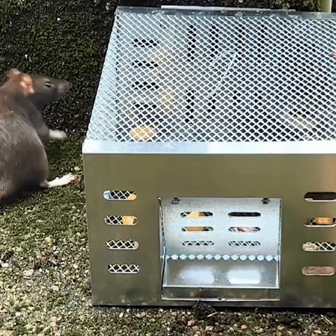 🌞 Start spring beautifully with 50% OFF! 🐭 Reusable automatic mouse trap with one-way door – Large galvanized cage for continuous capture