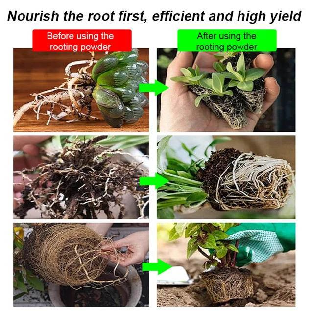 🔥Hot Sales - 50% OFF🎉Strong Rooting Powder Microbial Fertilizer
