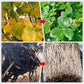 🔥Buy More Get More Free🔥All-Purpose Liquid Plant Fertilizer