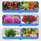 🔥Buy More Get More Free🔥All-Purpose Liquid Plant Fertilizer