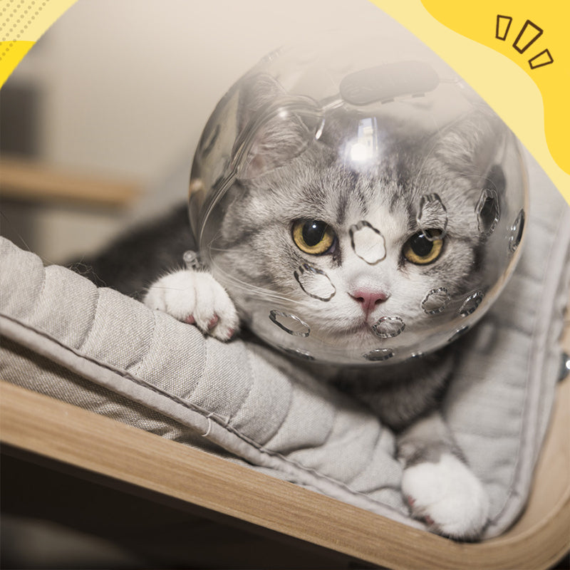 😼Transparent & Breathable Cat Ball Mask😺